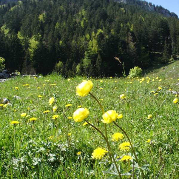 hahnenfuss-zwoelferturm.jpg